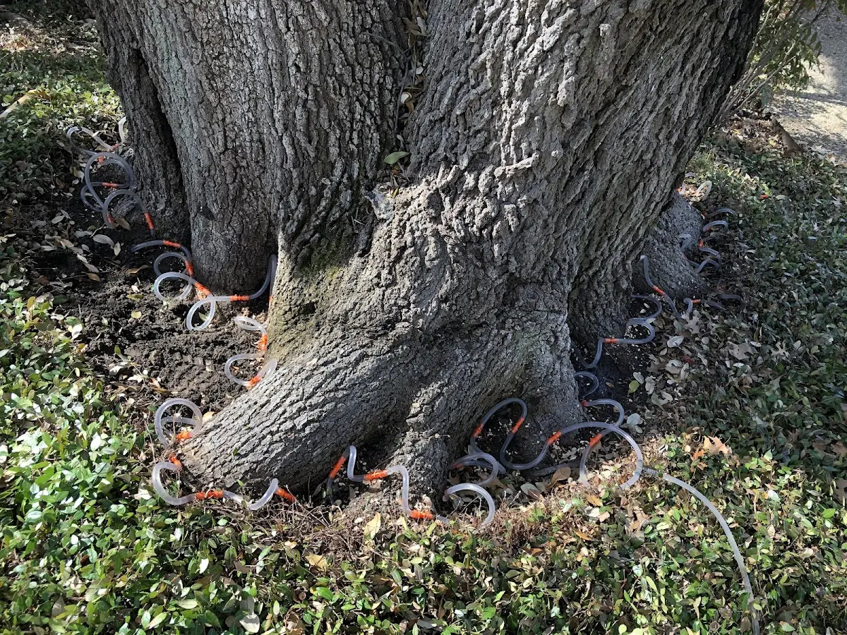 Detailed Tree Cabling and Bracing job site in Stonefort