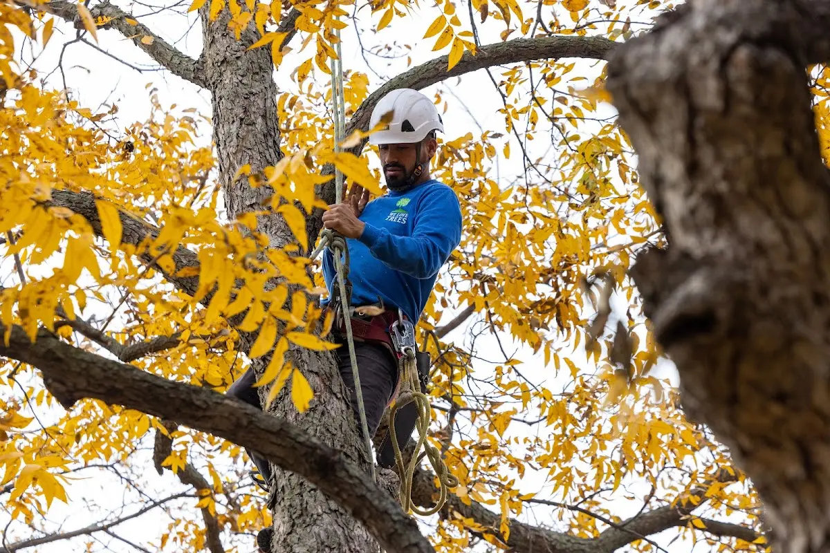 Skilled Storm Damage Cleanup crew working in Stonefort